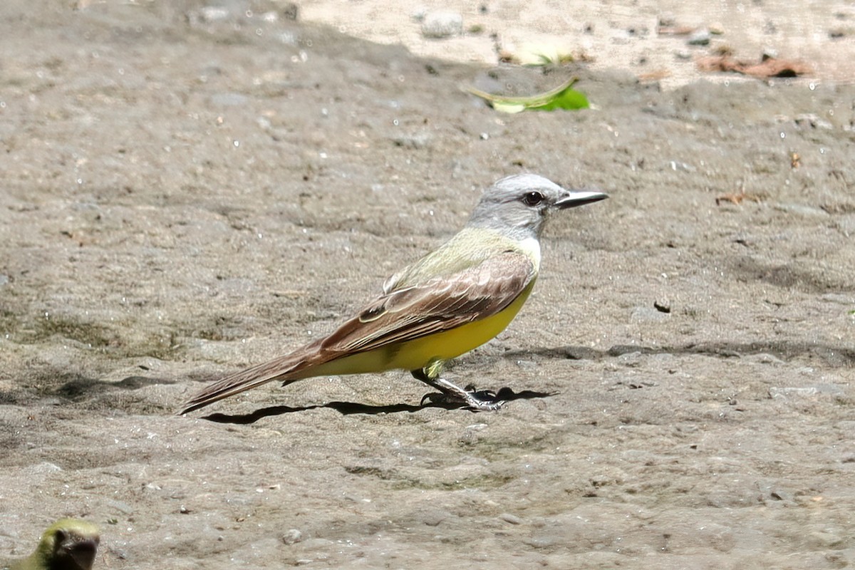 Tropical Kingbird - ML620550409