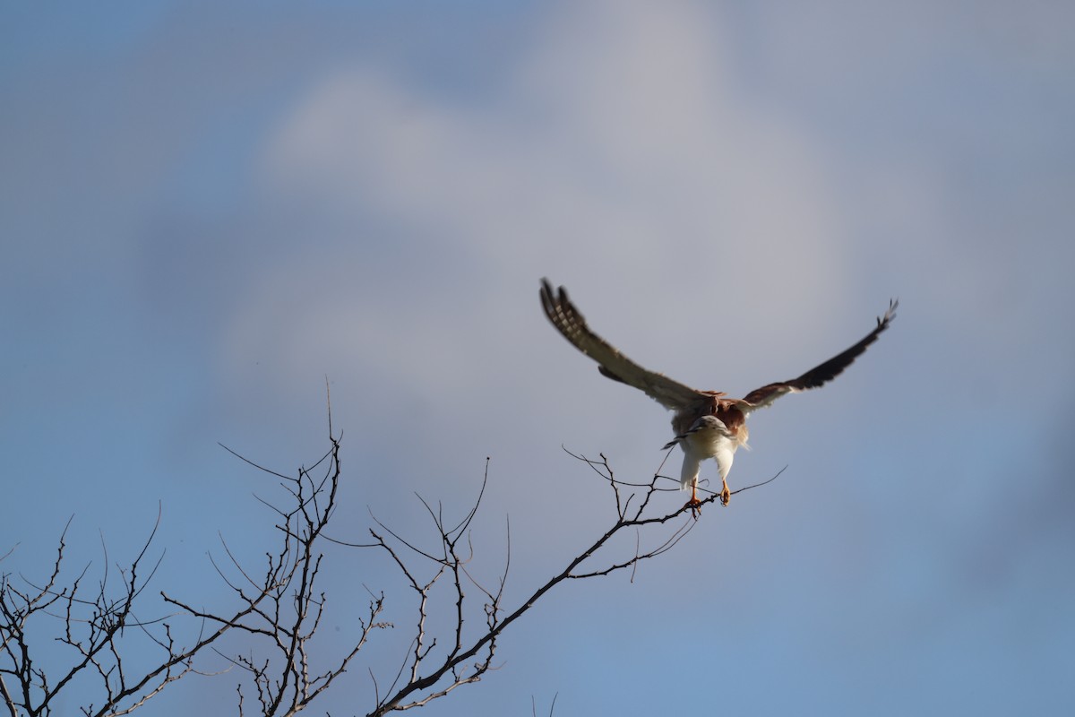 Nankeen Kestrel - ML620550417