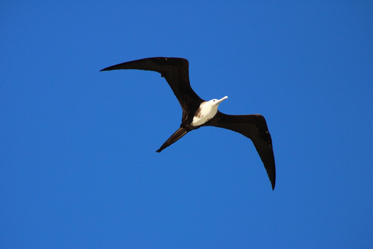 Magnificent Frigatebird - ML620550420