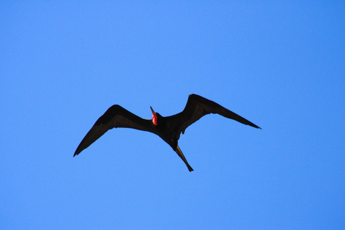 Magnificent Frigatebird - ML620550421