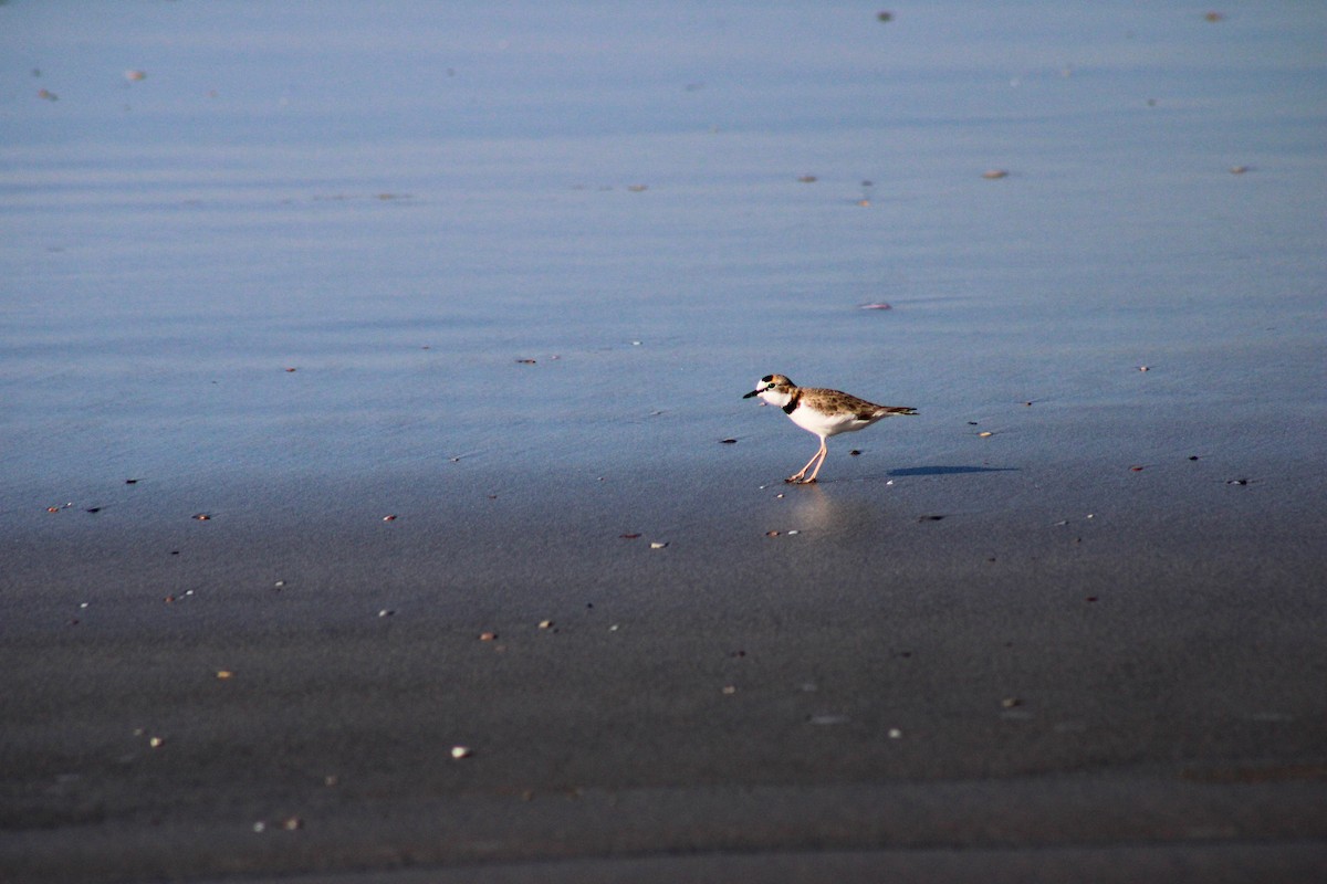 Collared Plover - ML620550428