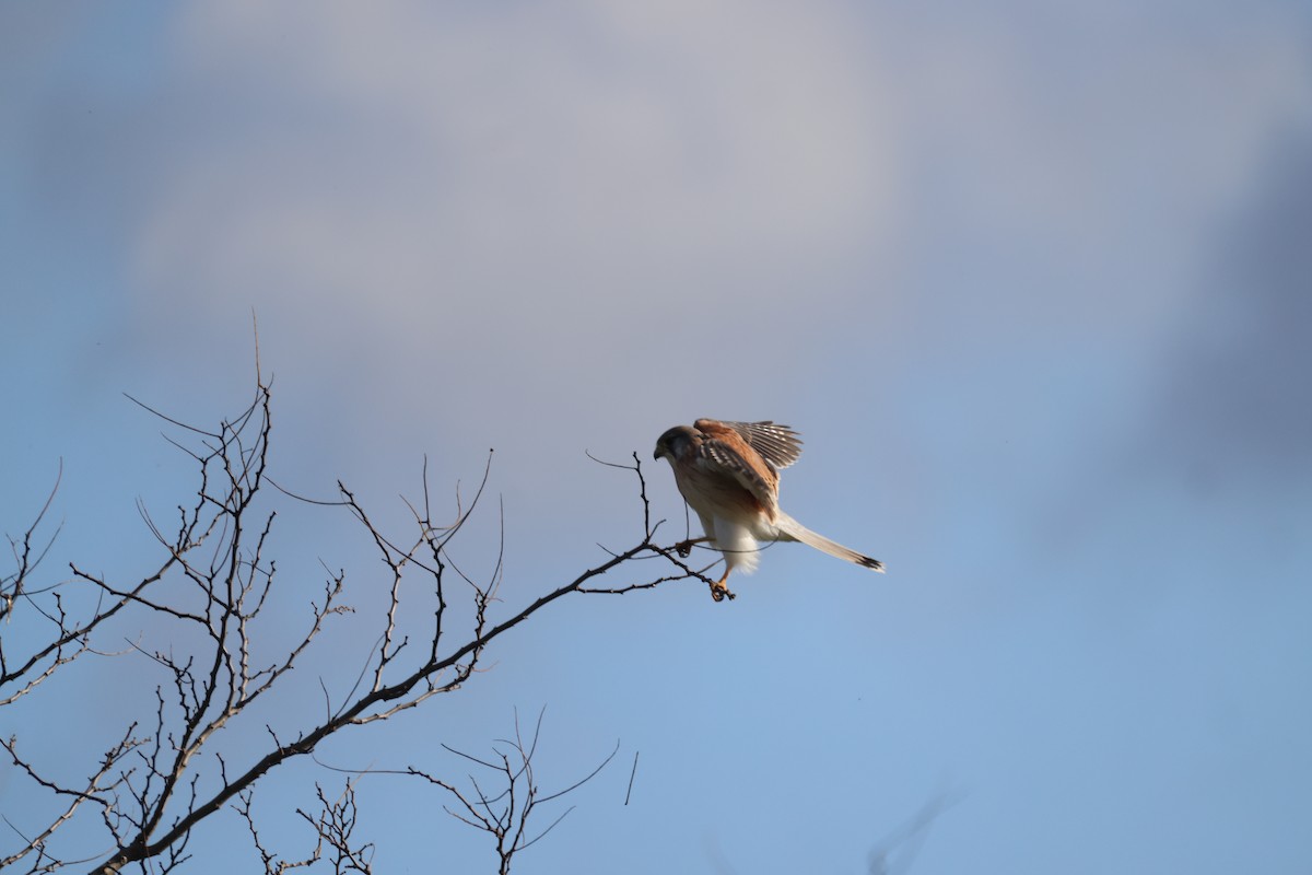 Nankeen Kestrel - ML620550430