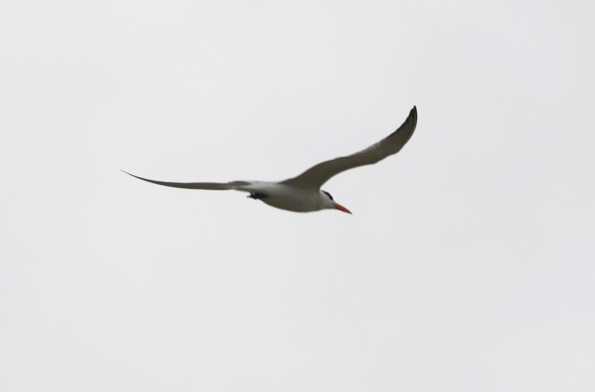 Royal Tern - ML620550435