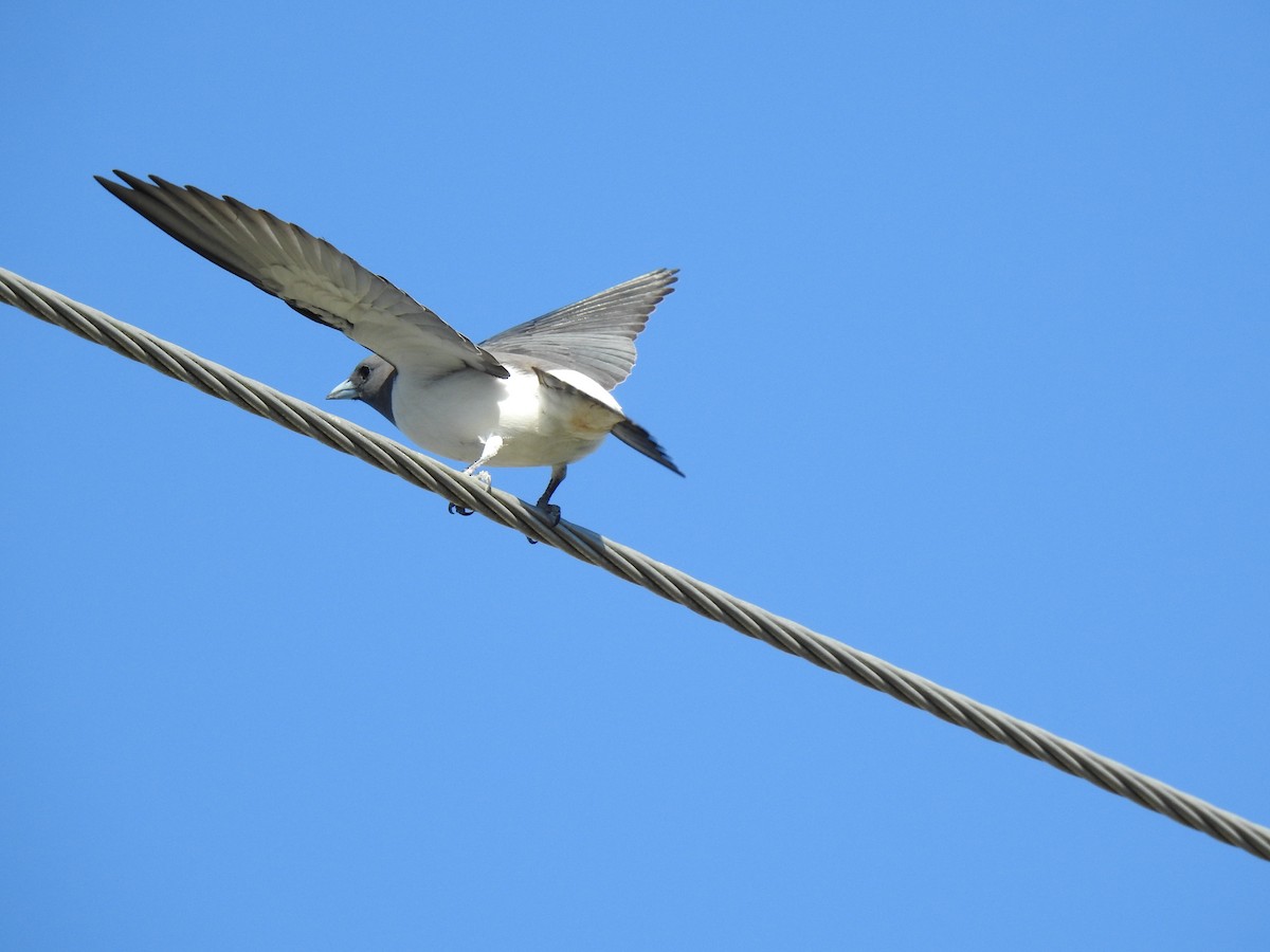 White-breasted Woodswallow - ML620550439