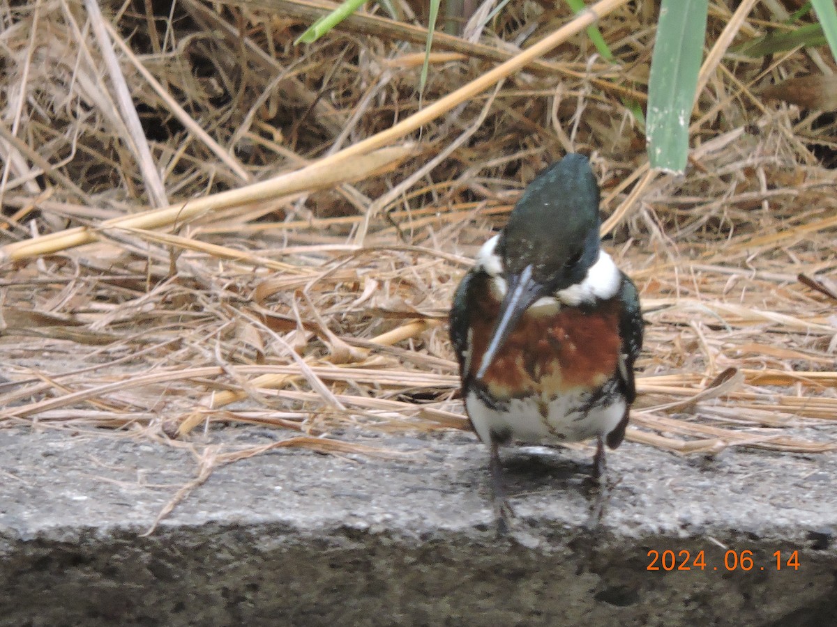 Green Kingfisher - ML620550445