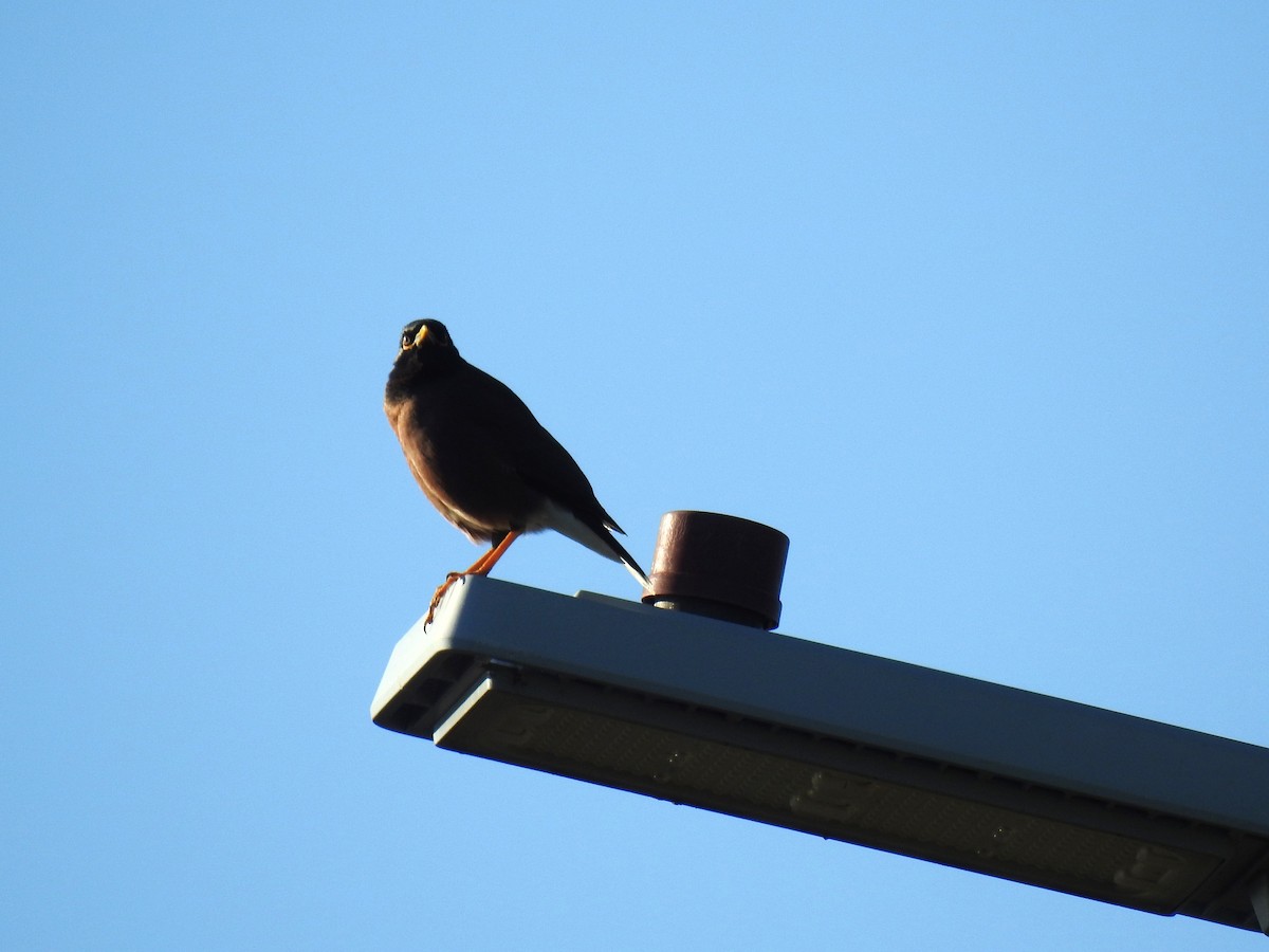 Common Myna - ML620550451