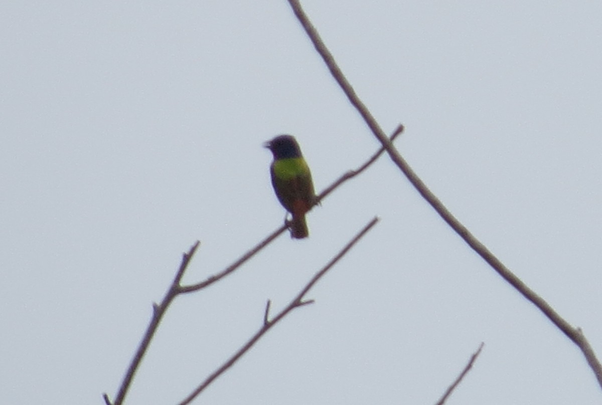 Painted Bunting - ML620550466