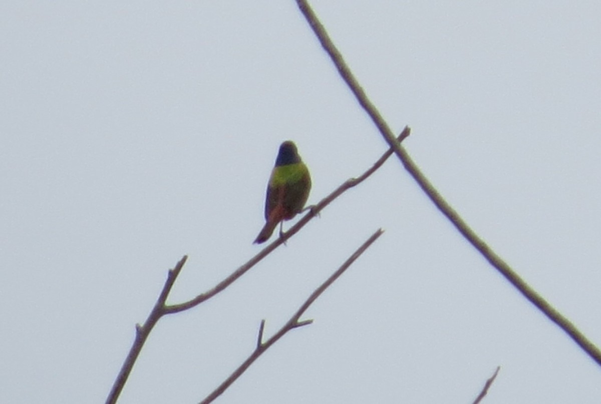 Painted Bunting - ML620550468