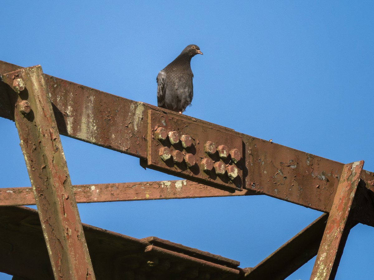 Rock Pigeon (Feral Pigeon) - ML620550472