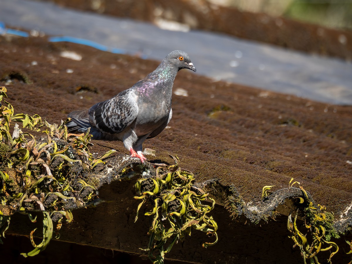 Rock Pigeon (Feral Pigeon) - ML620550473