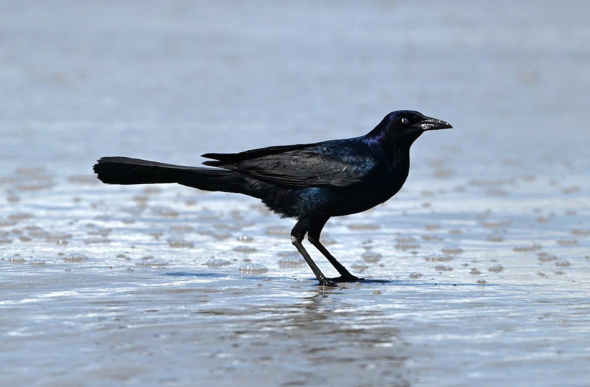 Boat-tailed Grackle - ML620550500