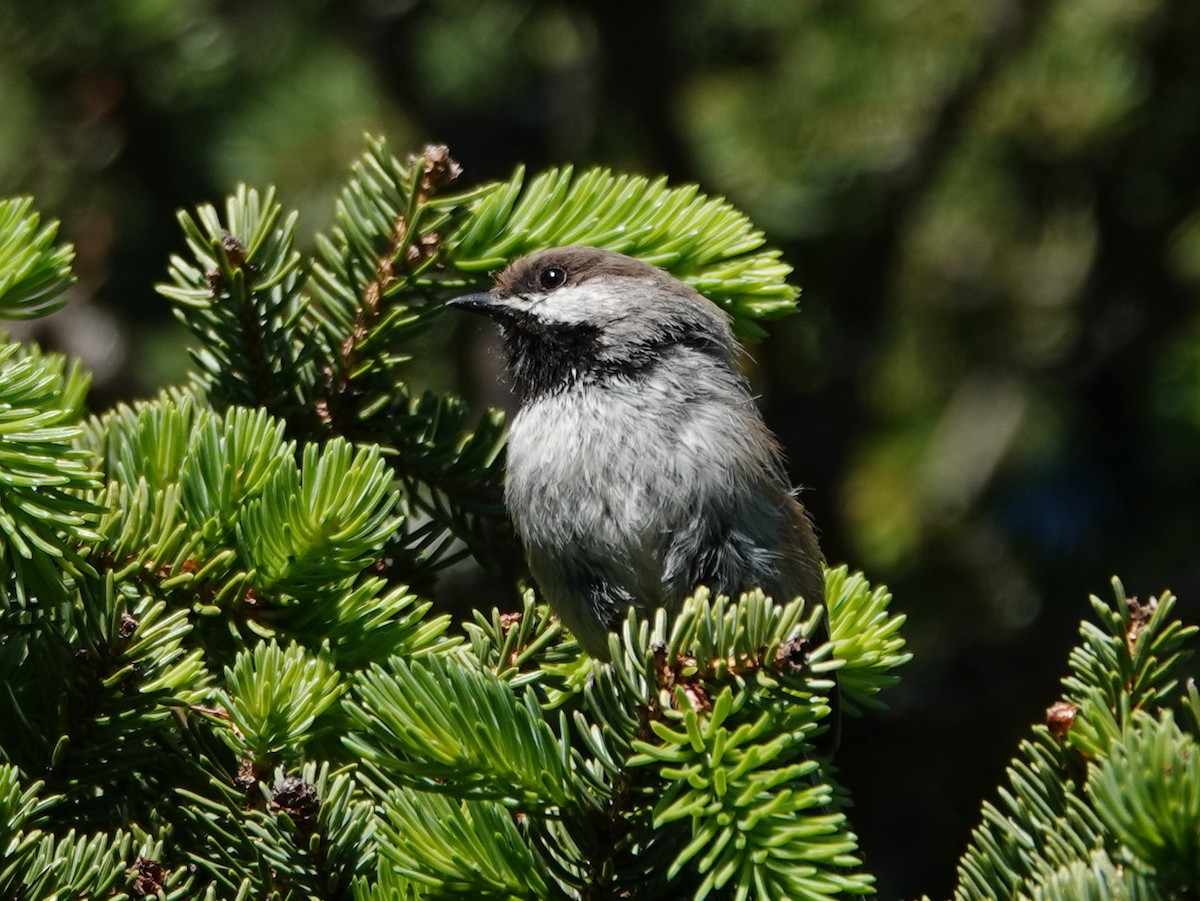 Boreal Chickadee - ML620550504