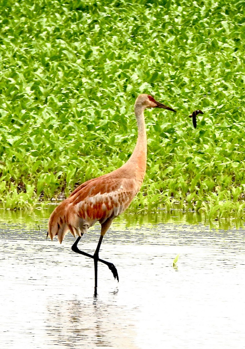 Sandhill Crane - ML620550505