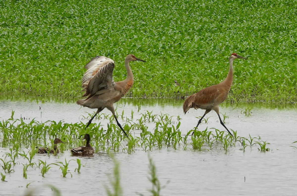 Sandhill Crane - Sue Dallman