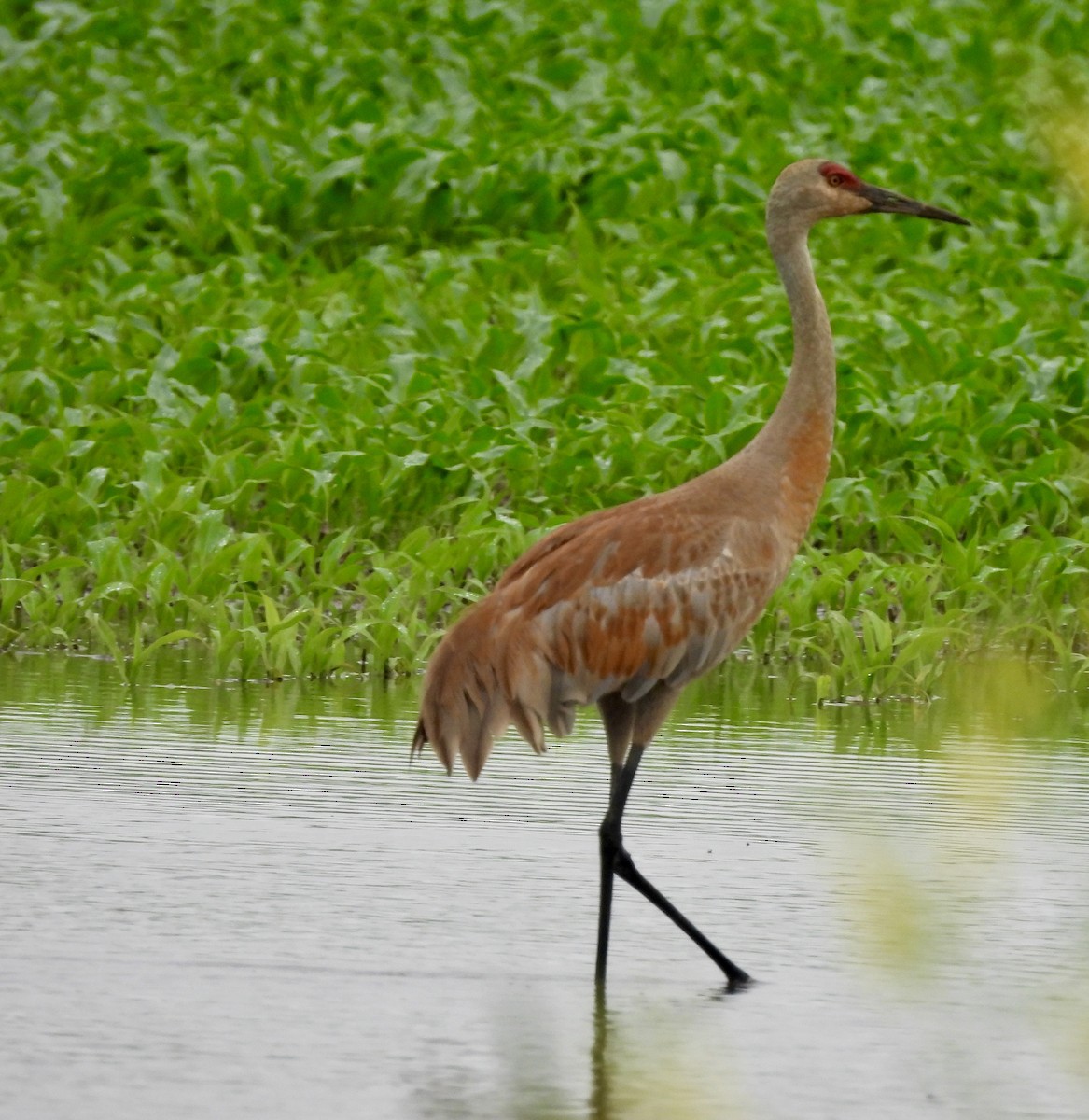 Sandhill Crane - ML620550507