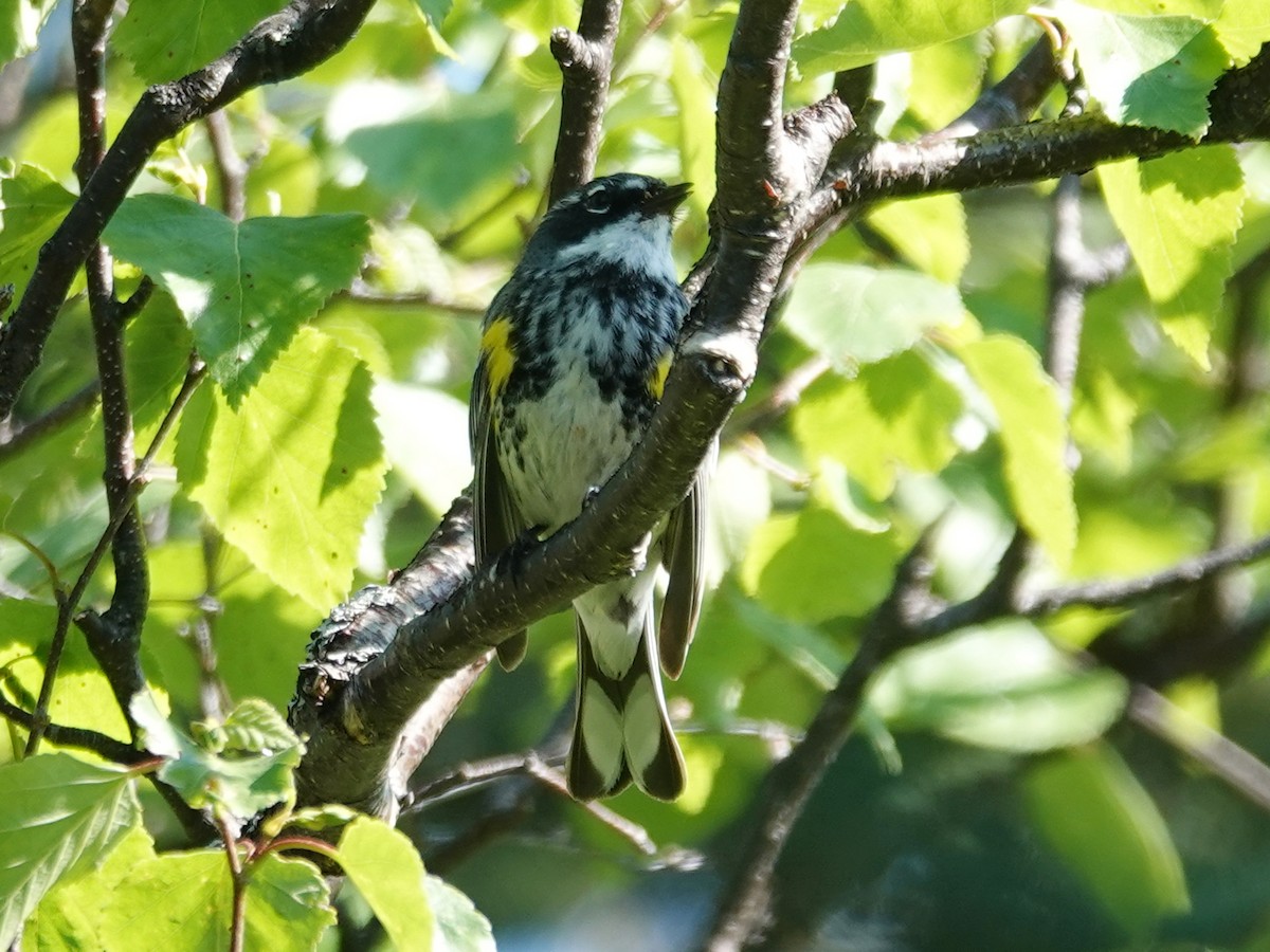 Yellow-rumped Warbler (Myrtle) - ML620550511