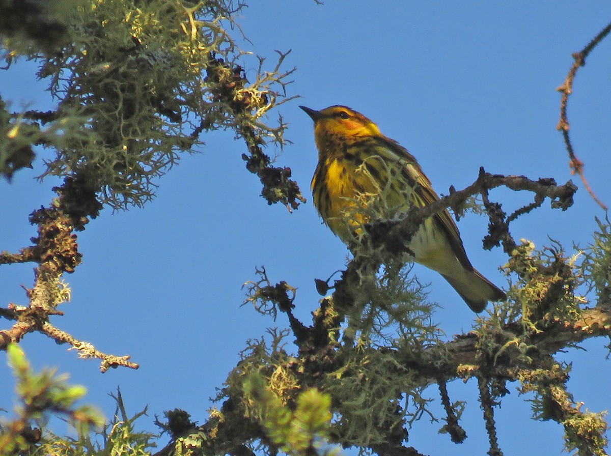 Cape May Warbler - ML620550512