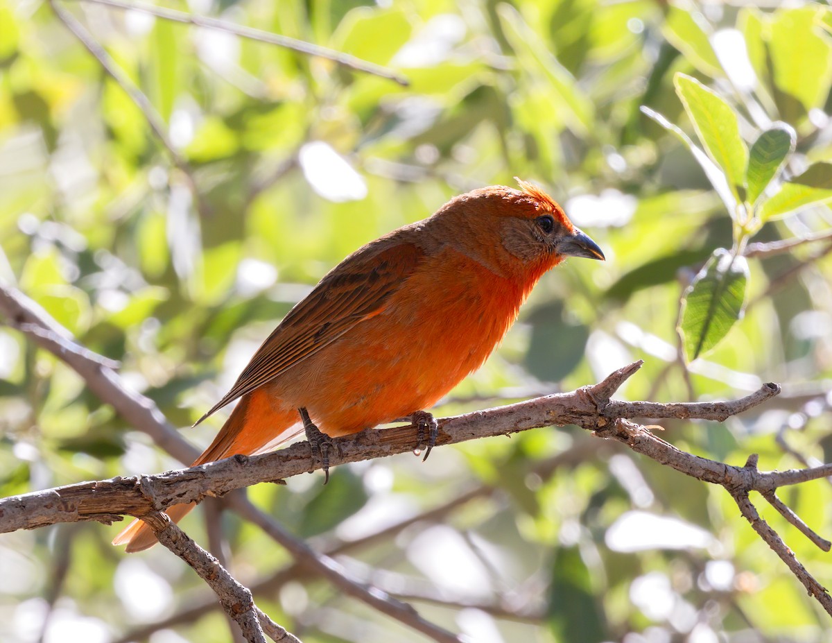 Hepatic Tanager - ML620550515