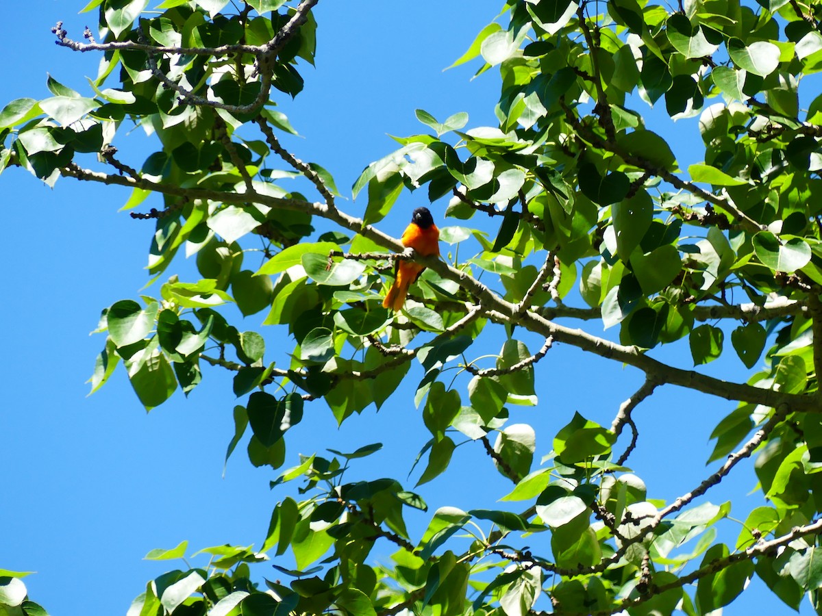 Baltimore Oriole - ML620550521