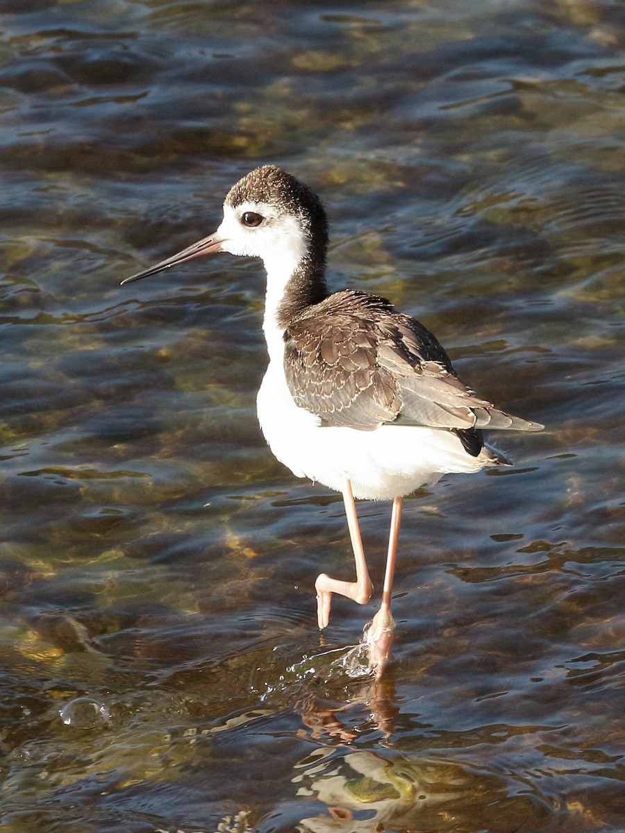 Black-necked Stilt - ML620550522