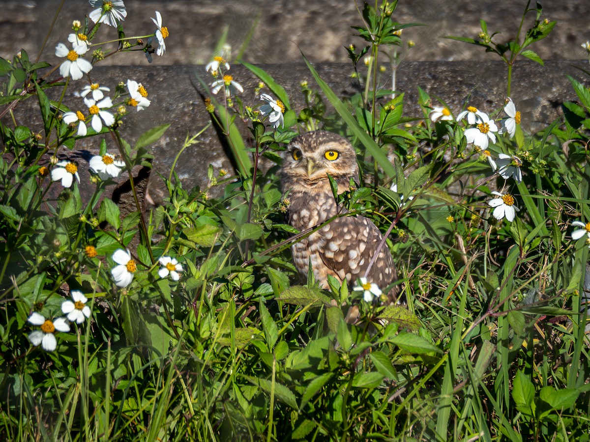 Burrowing Owl - ML620550524