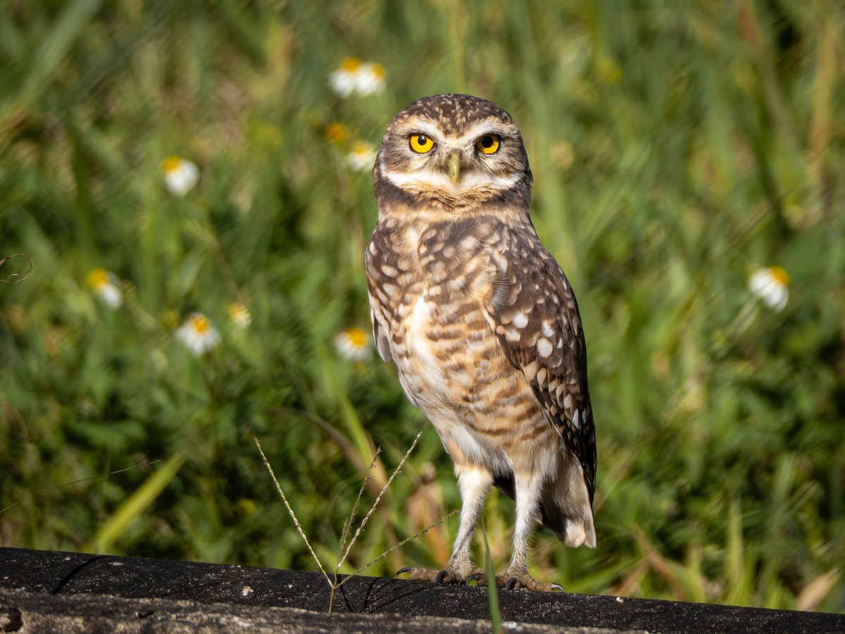 Burrowing Owl - ML620550526