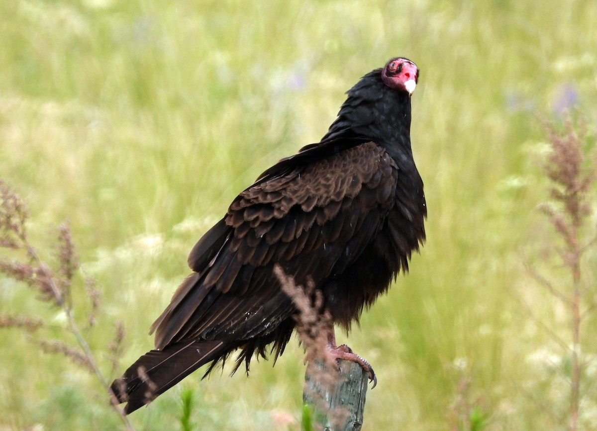 Turkey Vulture - ML620550529
