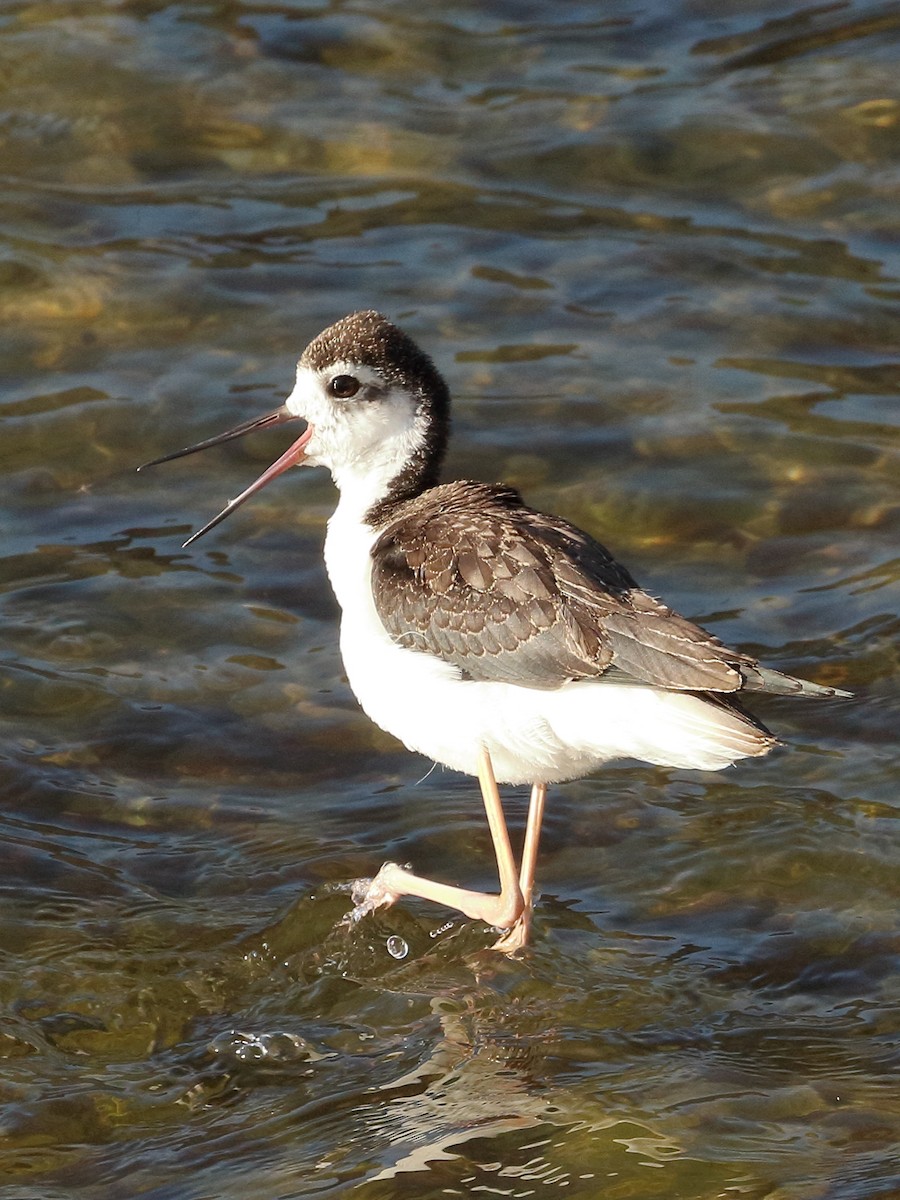 Black-necked Stilt - ML620550540