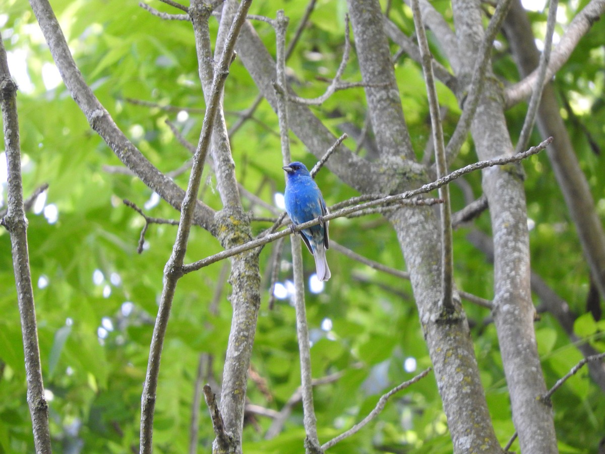 Indigo Bunting - ML620550543