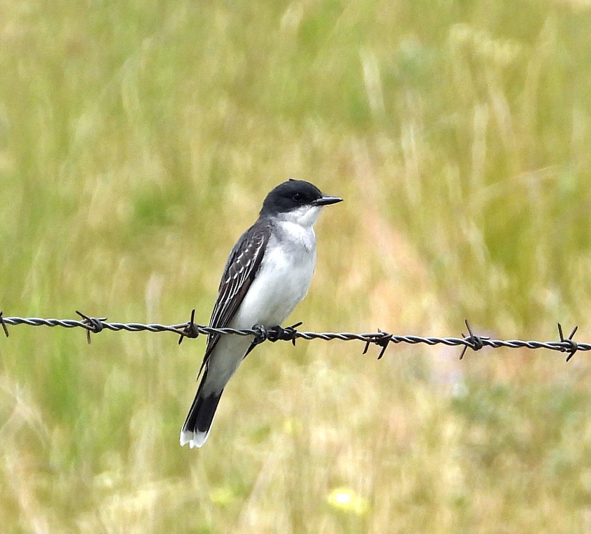 Eastern Kingbird - ML620550544