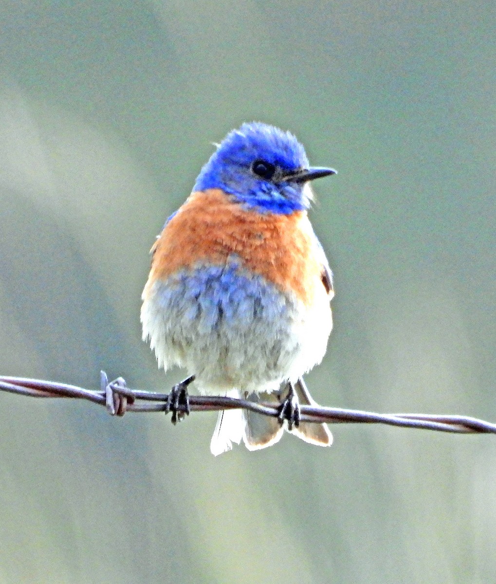 Western Bluebird - ML620550557