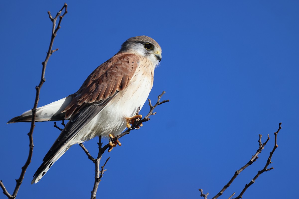 Nankeen Kestrel - ML620550570