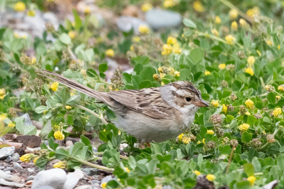 Clay-colored Sparrow - ML620550571