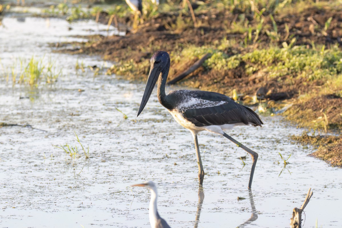 Black-necked Stork - ML620550577