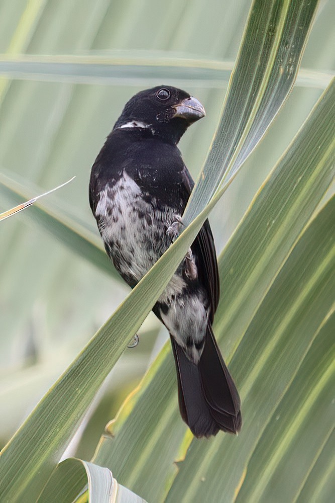 Variable Seedeater - ML620550595