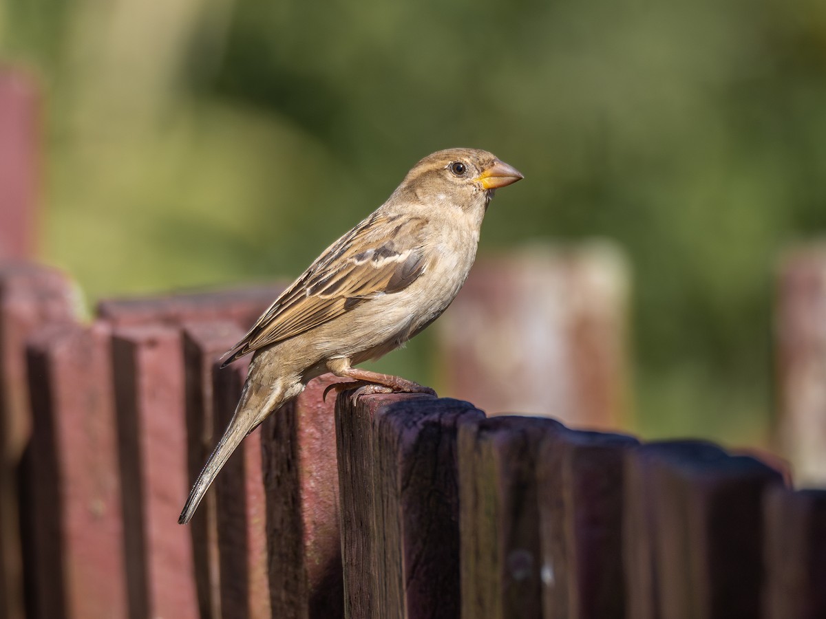 House Sparrow - ML620550600