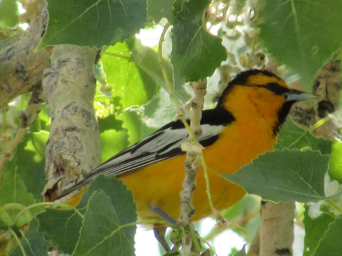 Bullock's Oriole - ML620550603