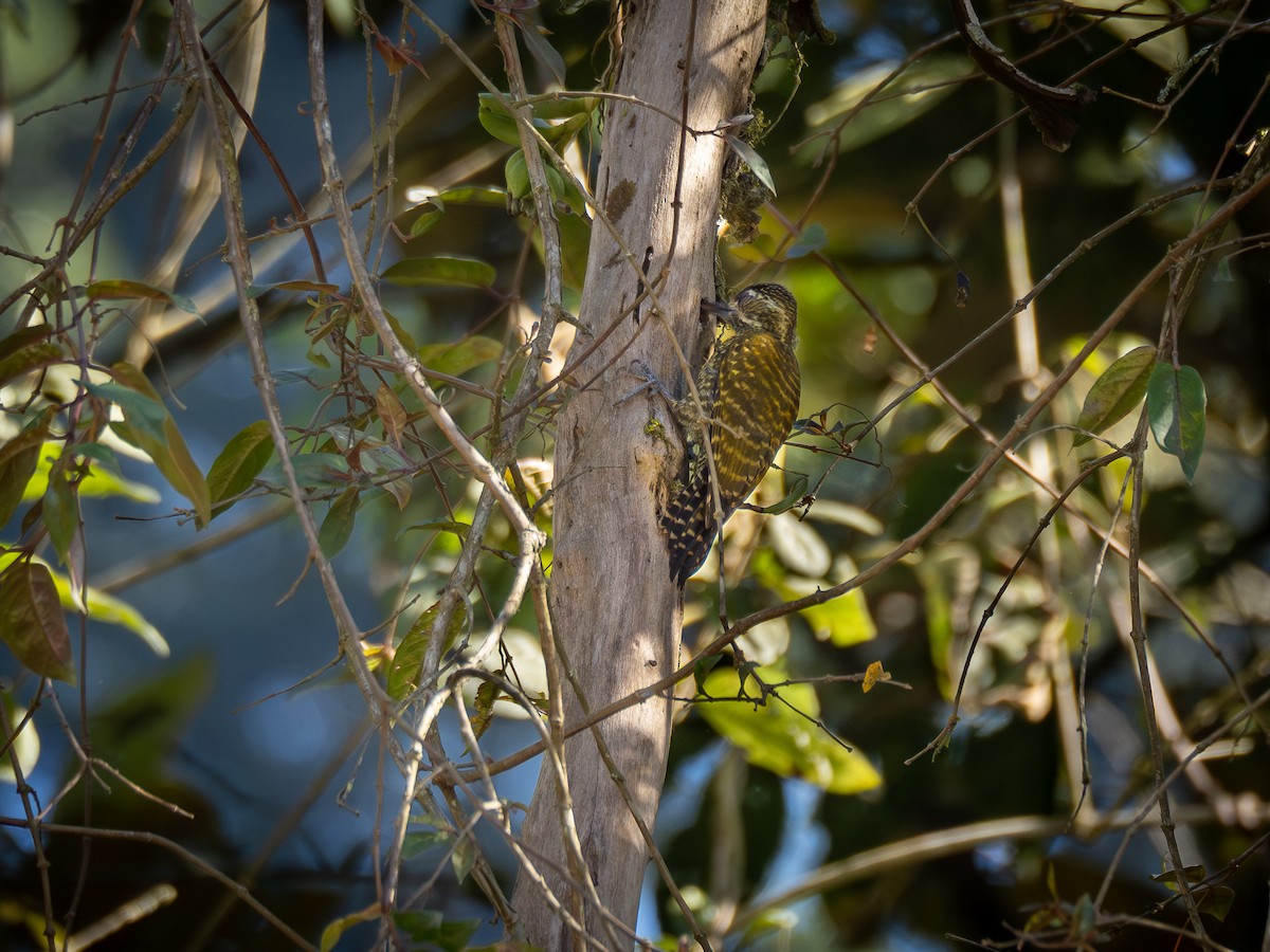 White-spotted Woodpecker - Vitor Rolf Laubé