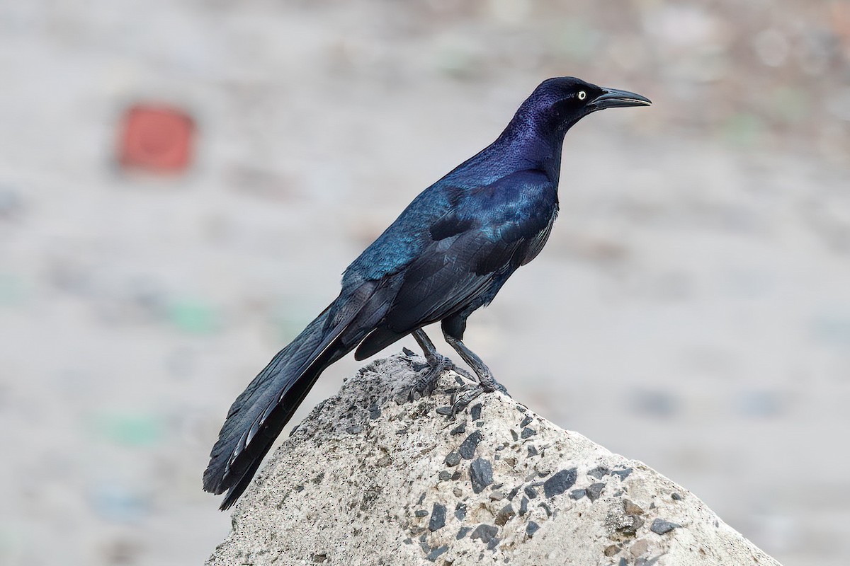 Great-tailed Grackle - ML620550620