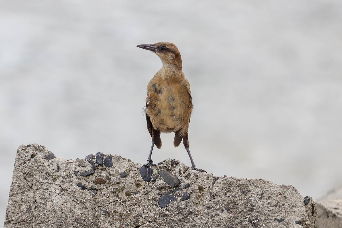 Great-tailed Grackle - ML620550621