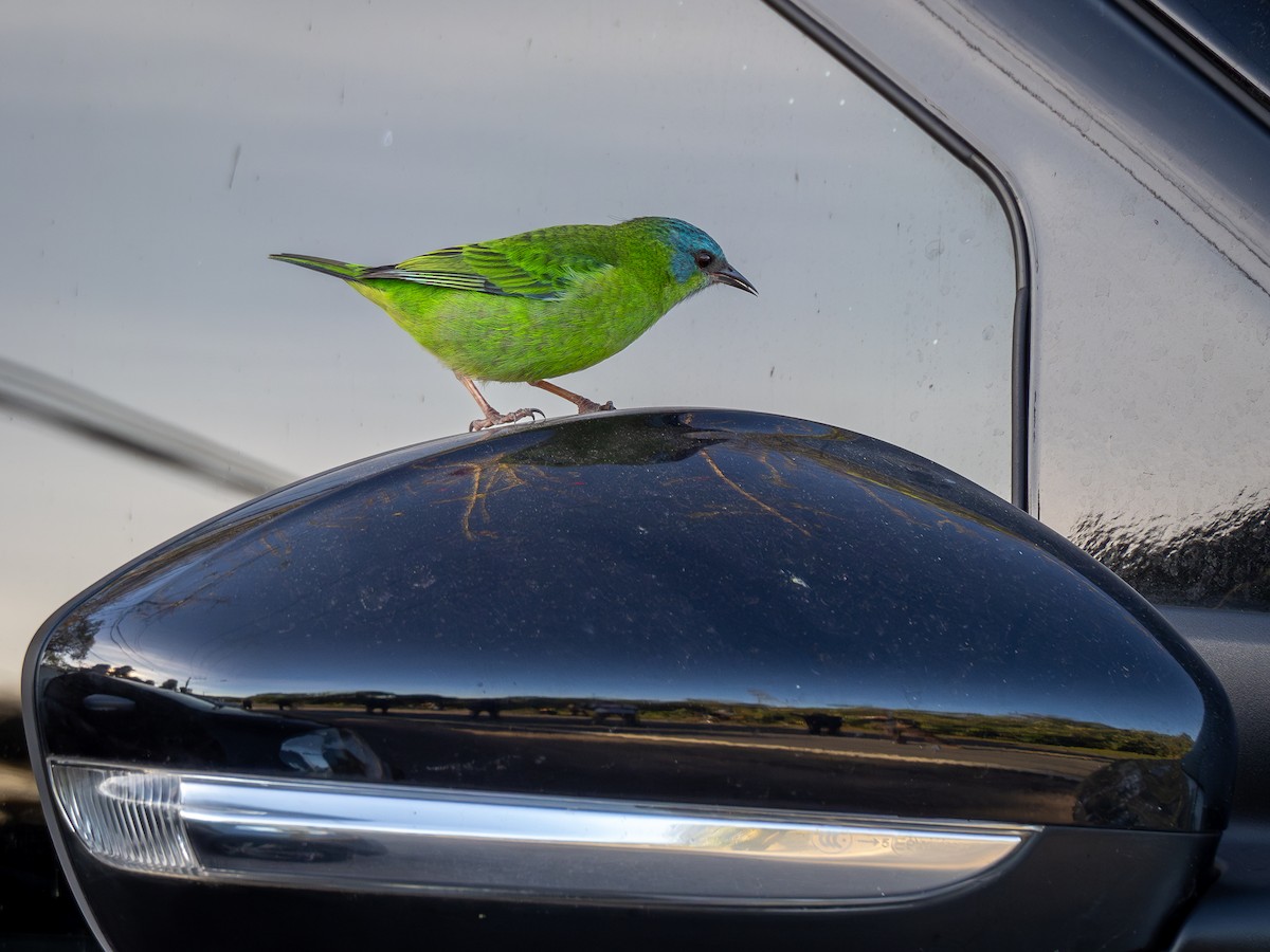 Blue Dacnis - ML620550629