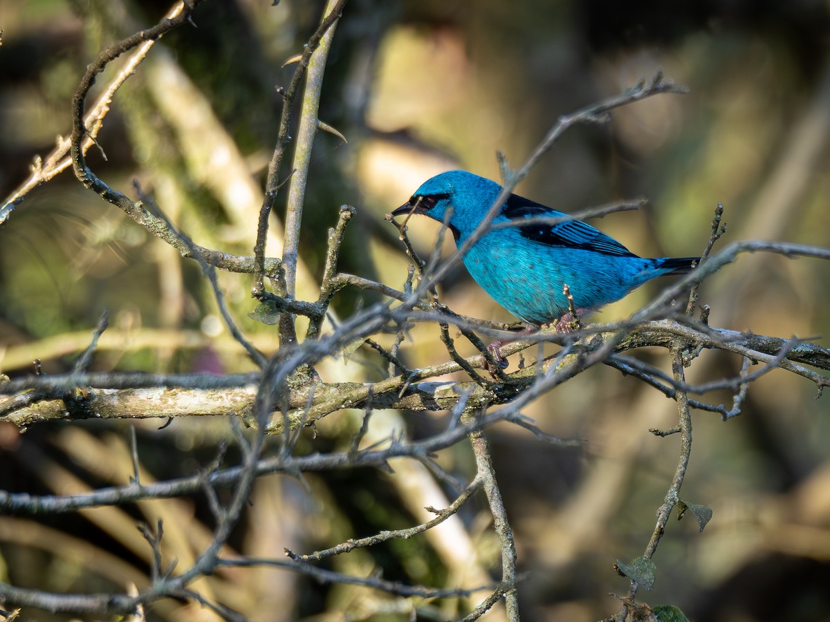 Blue Dacnis - ML620550630