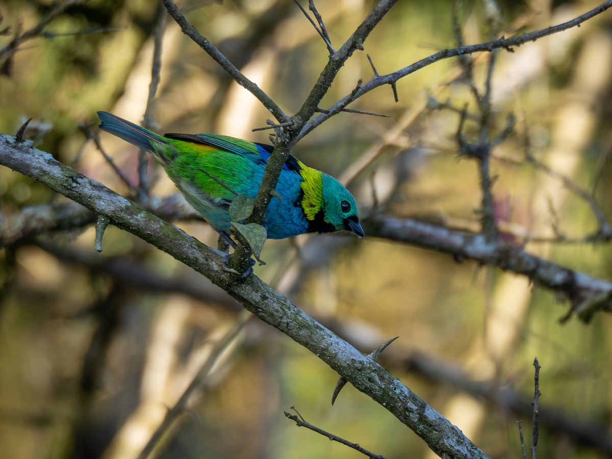 Green-headed Tanager - ML620550641