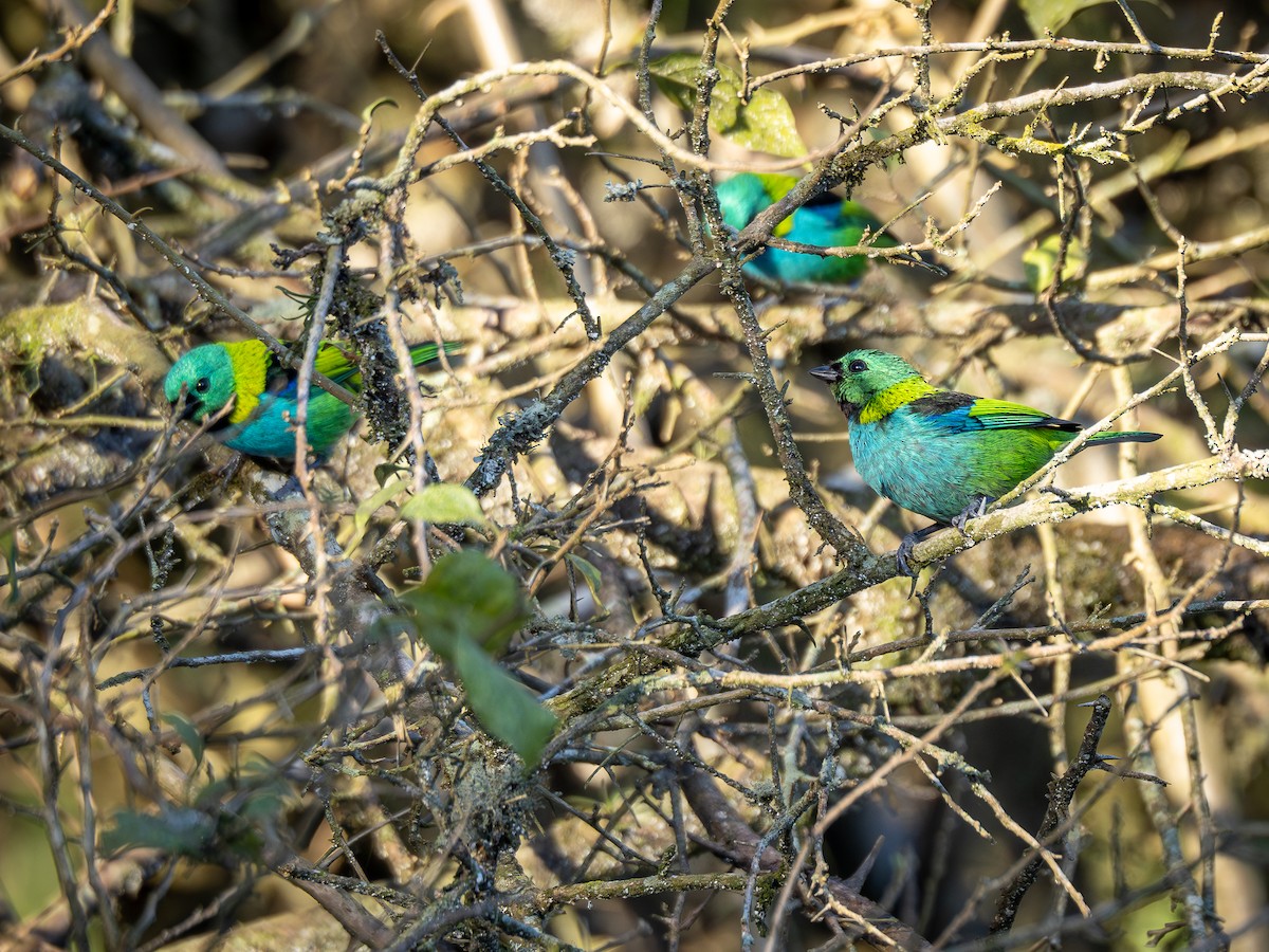 Green-headed Tanager - ML620550642