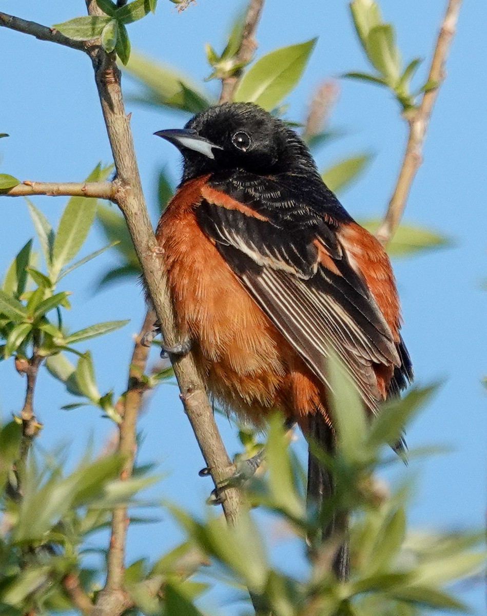 Oriole des vergers - ML620550653