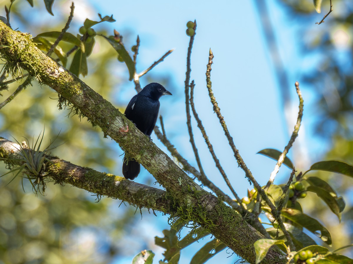 Ruby-crowned Tanager - ML620550666