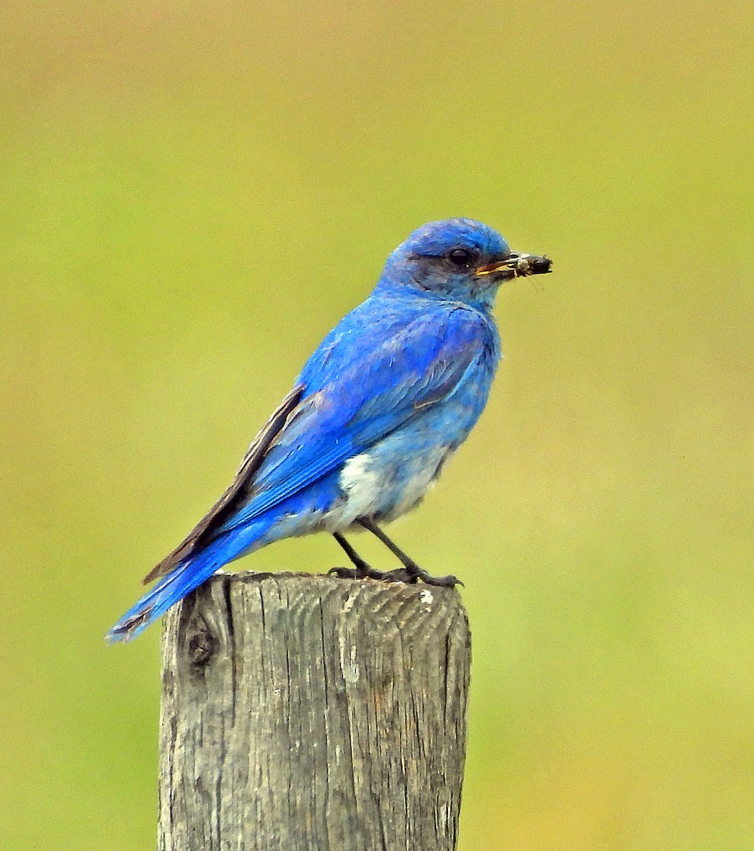 Mountain Bluebird - ML620550667