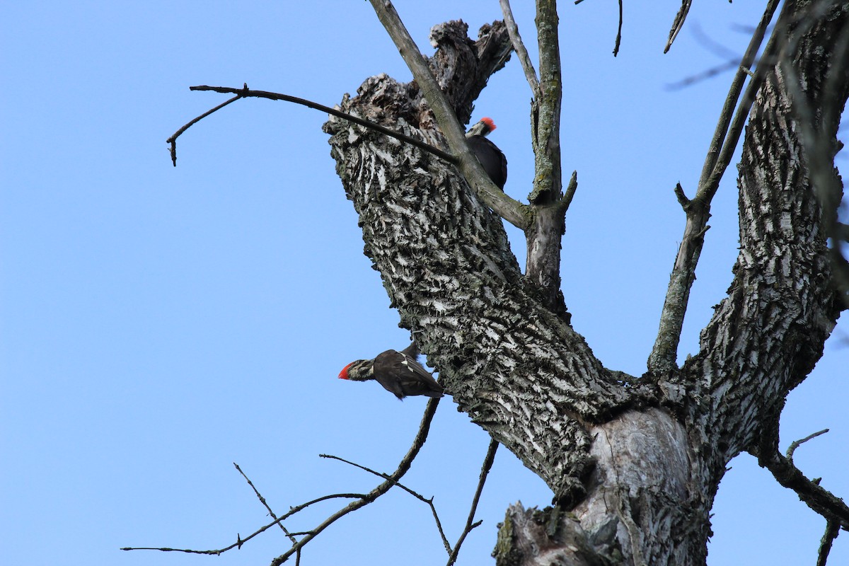 Pileated Woodpecker - ML620550674