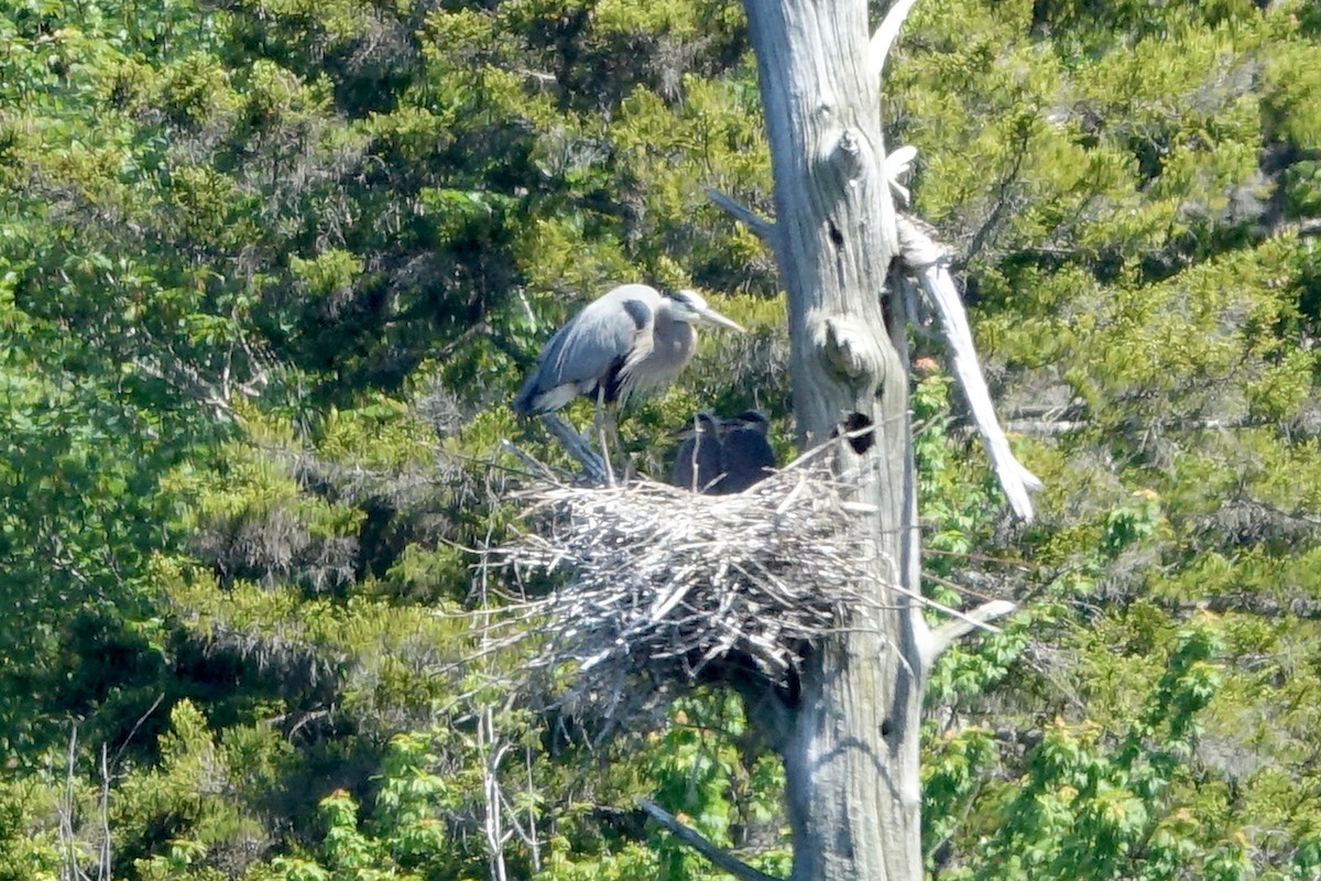 Great Blue Heron - ML620550676