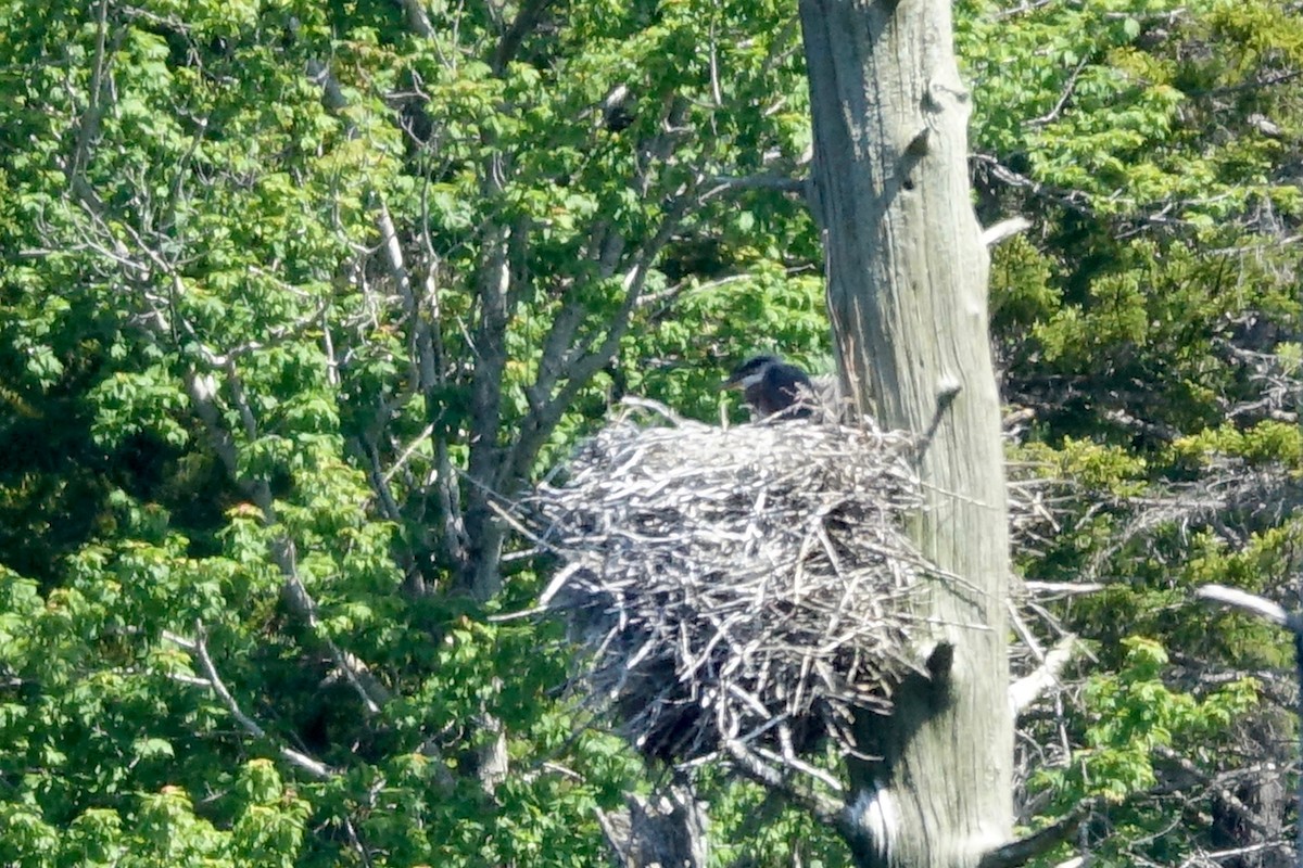 Great Blue Heron - ML620550680